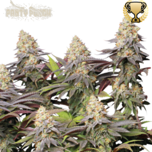 Panty Punch von Seedstockers
