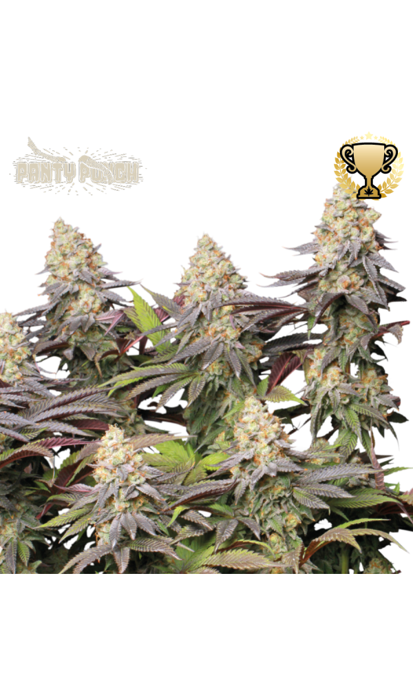 Panty Punch von Seedstockers