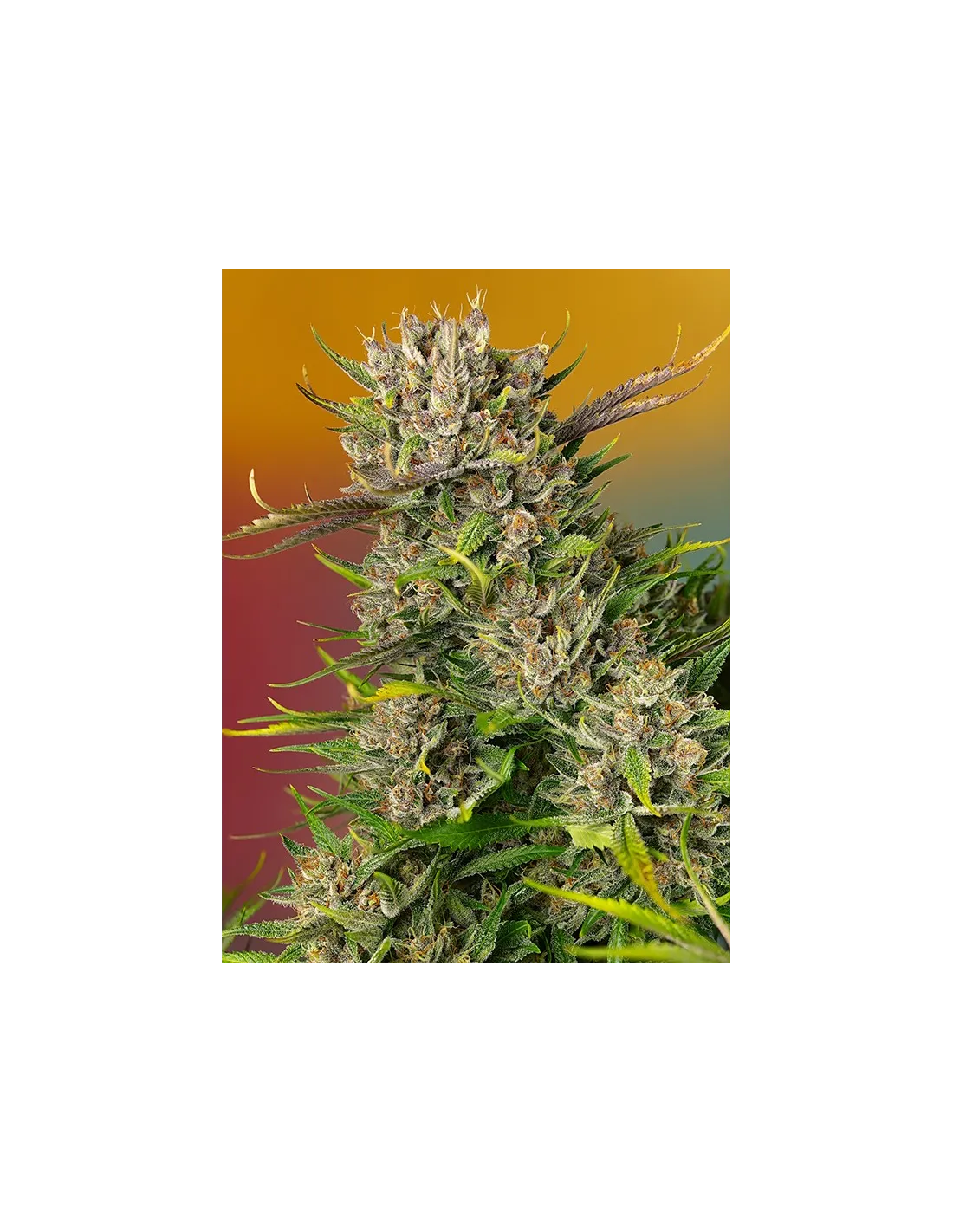Papaya Zoap Auto von Sweet Seeds