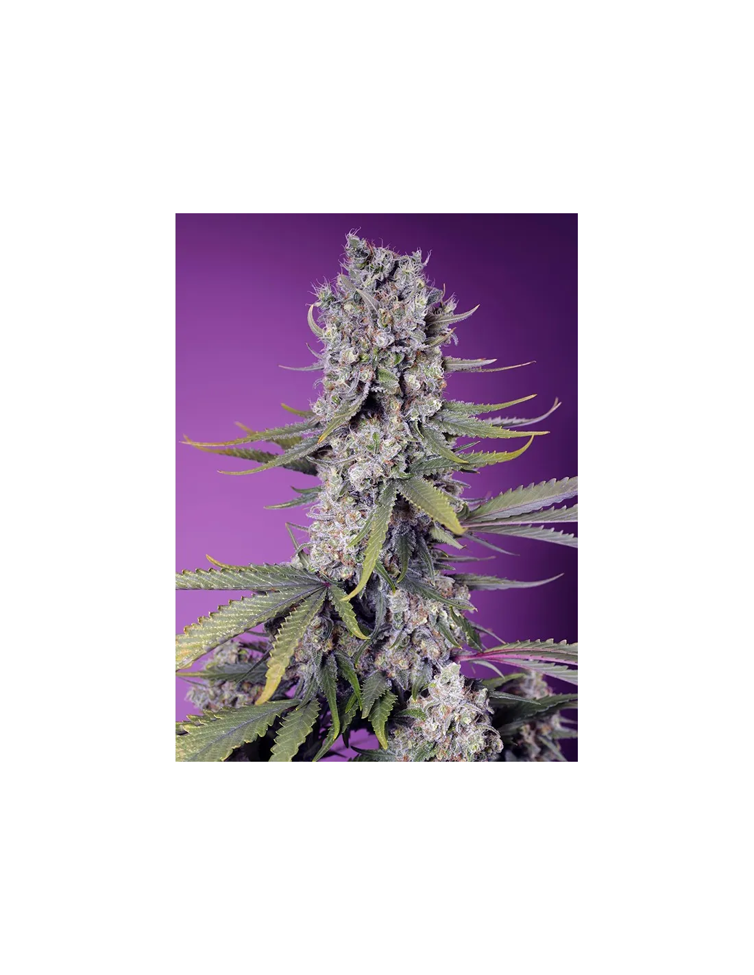Papaya Zoap F1 Fast Version 100 St. Sweet Seeds