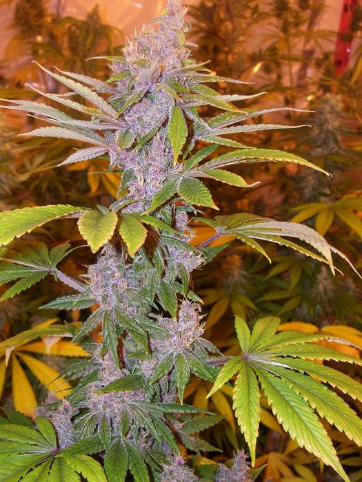 Pakistan Chitral Kush von ACE Seeds