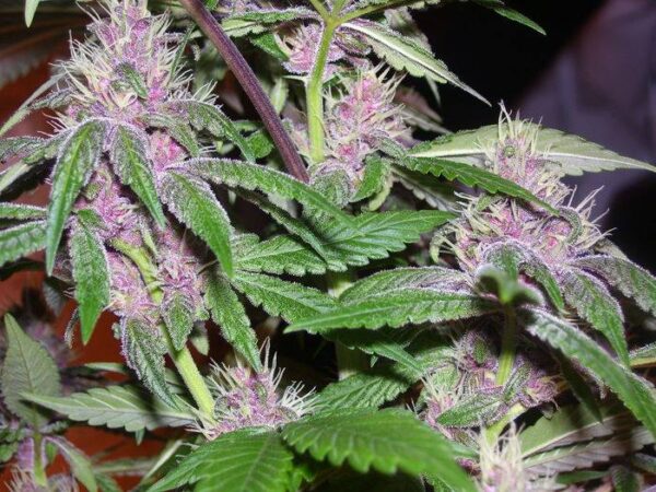 Pakistan Chitral Kush von ACE Seeds