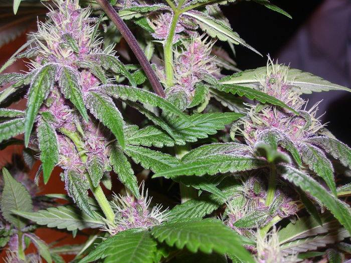 Pakistan Chitral Kush von ACE Seeds