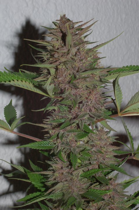 Pakistan Chitral Kush von ACE Seeds