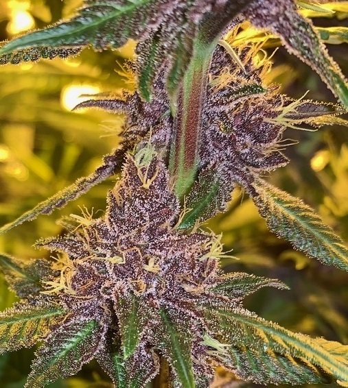 Pakistan Chitral Kush von ACE Seeds