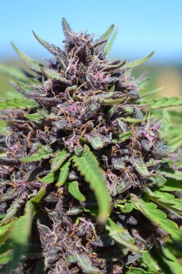 Panama x PCK von ACE Seeds