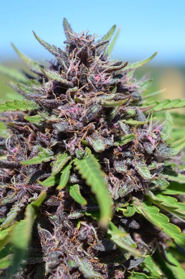 Panama x PCK von ACE Seeds