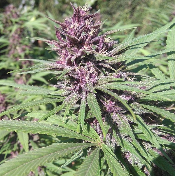 Panama x PCK von ACE Seeds