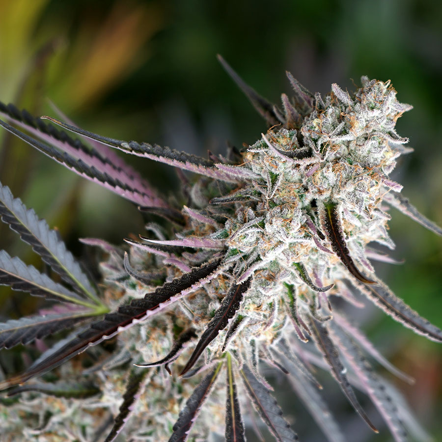 Peanut Butter Breath Fast Flowering von Humboldt Seed Organisation