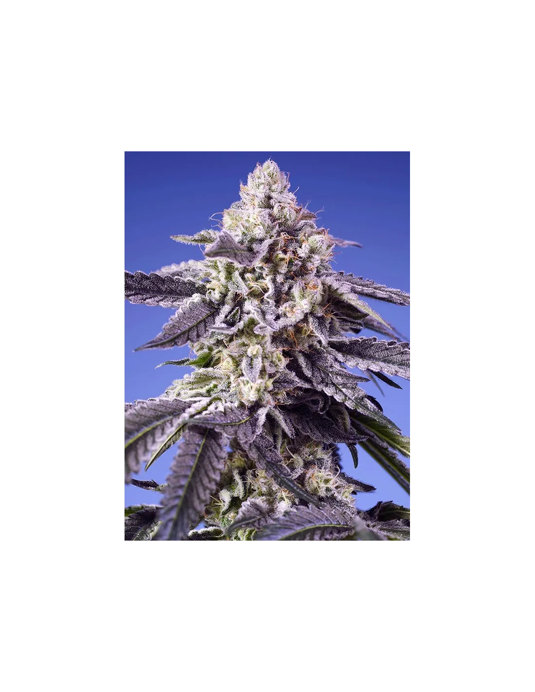 Permanent Jealousy XL Auto 3+1 St. Sweet Seeds