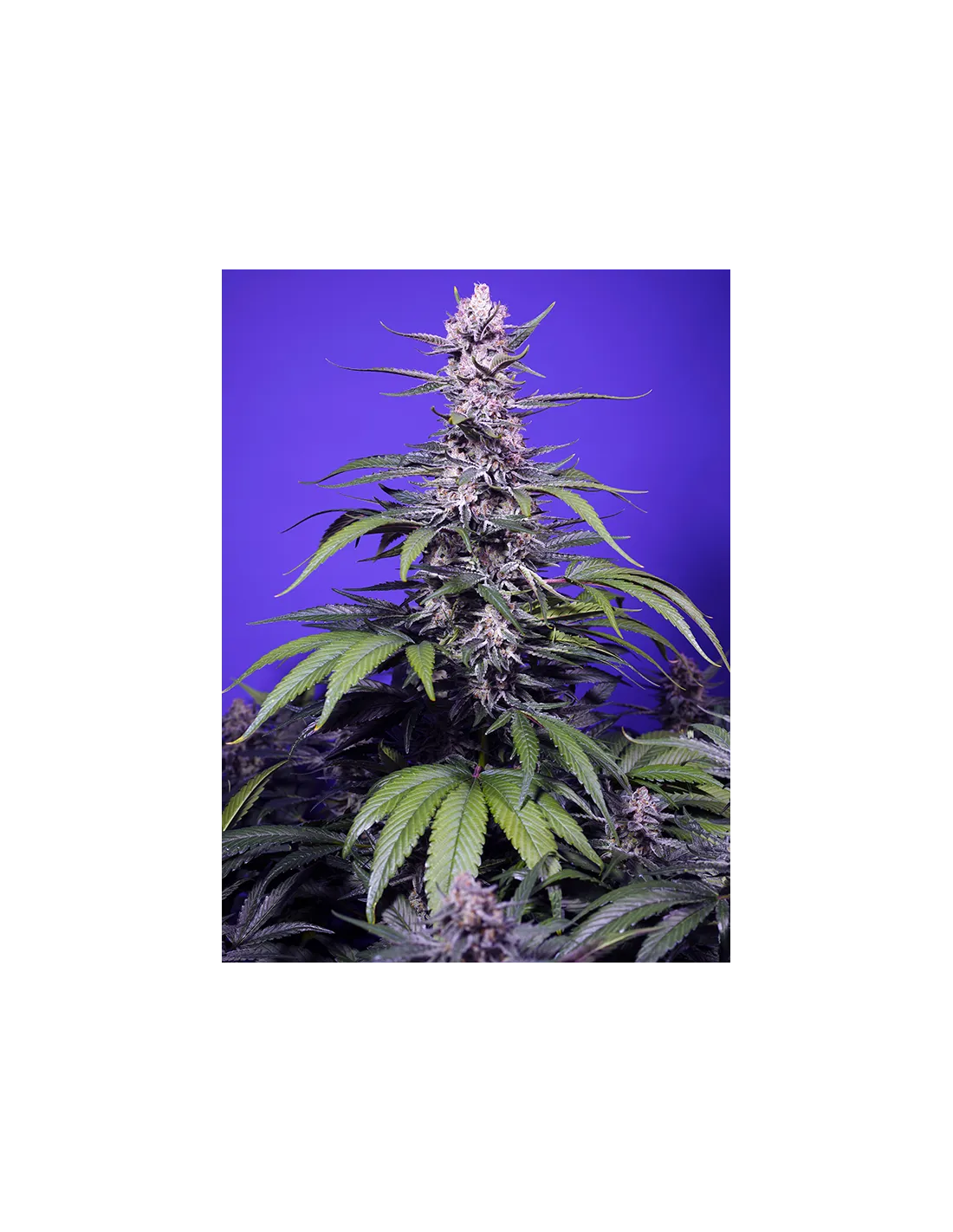 Permanent Marker XL Auto 3+1 St. Sweet Seeds