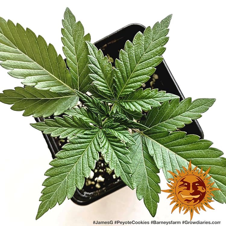 Peyote Cookies Barney’s Farm