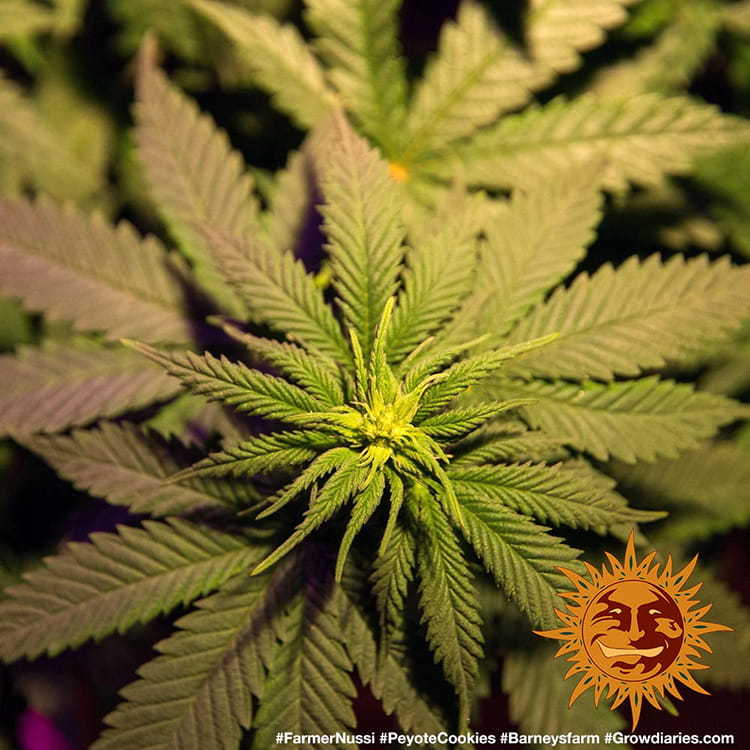 Peyote Cookies Barney’s Farm