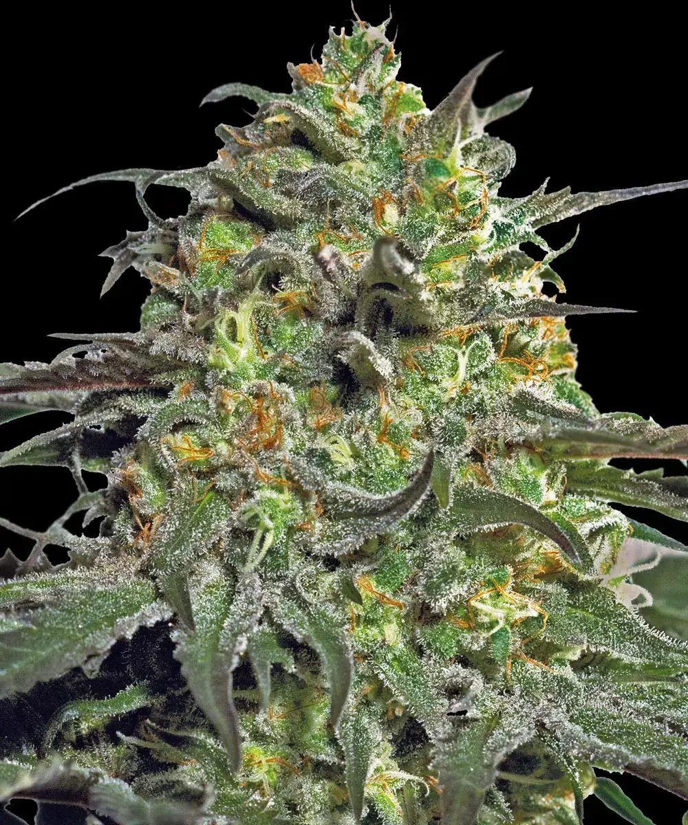 Peyote Cookies Barney’s Farm