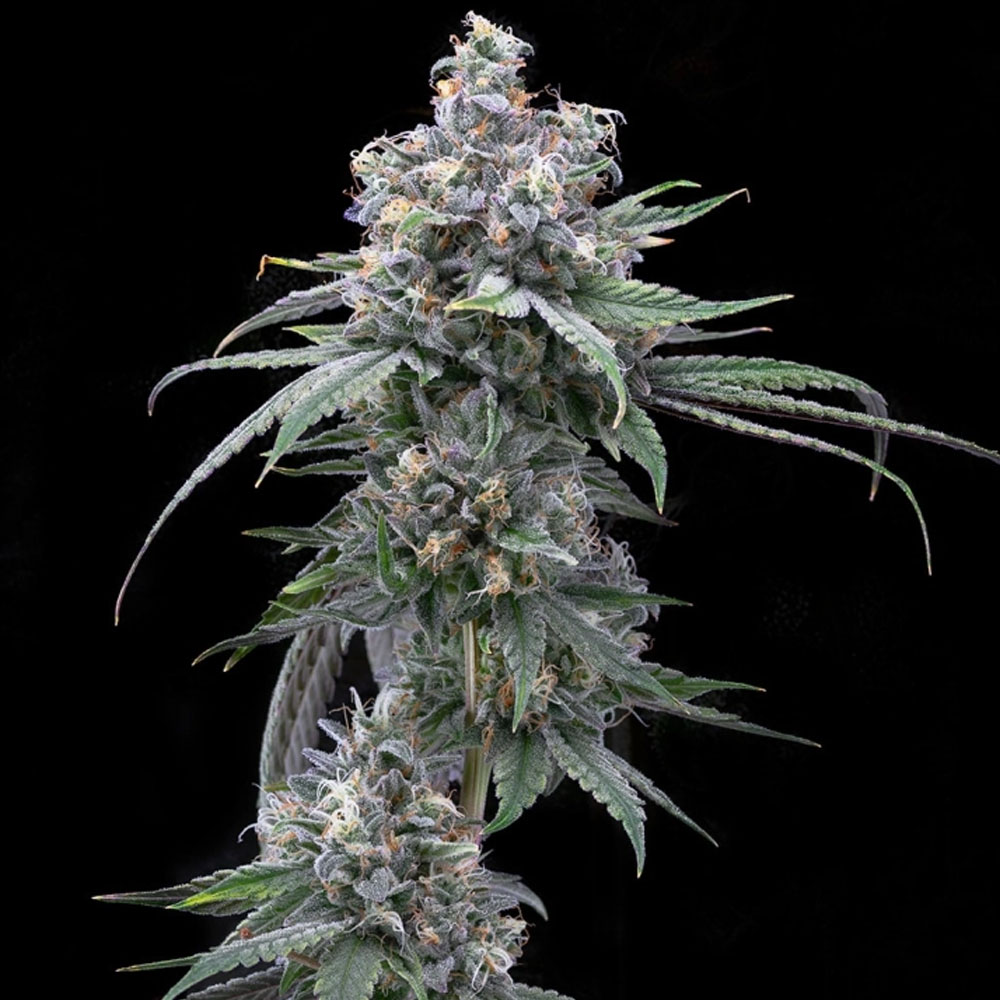Pie Piss von Cookies Seed Bank