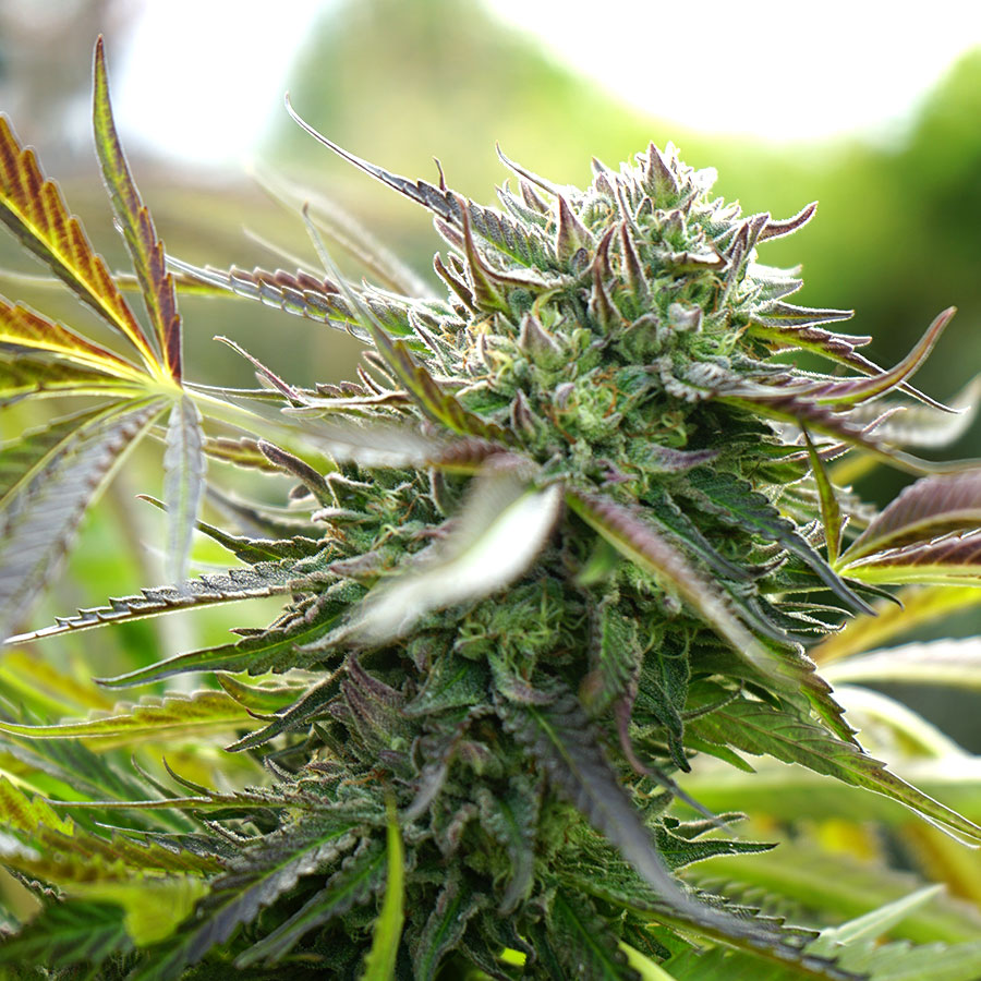 Pineapple Chem Auto von Humboldt Seed Organisation