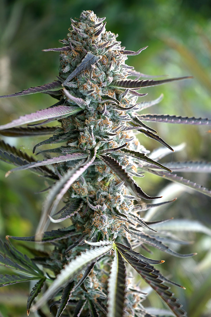 Pineapple Chem Auto von Humboldt Seed Organisation