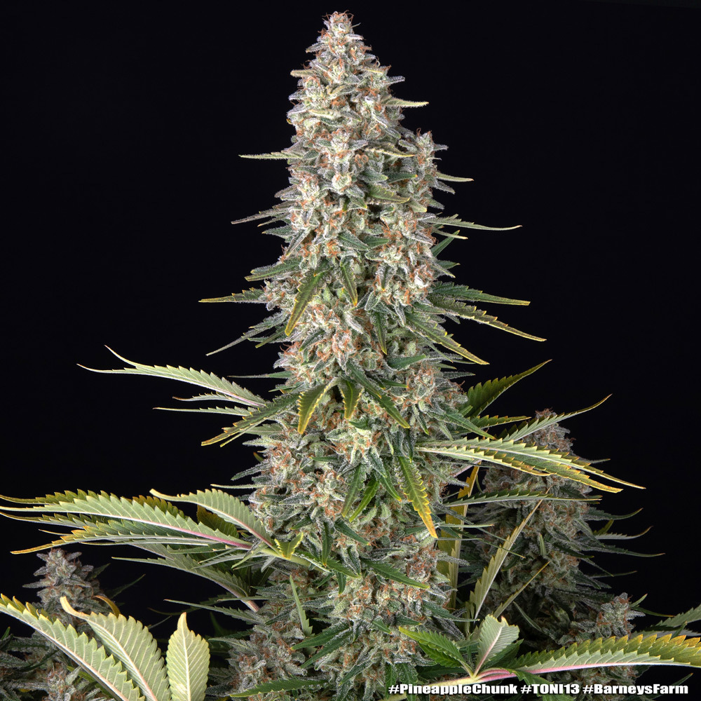 Pineapple Chunk Barney's Farm