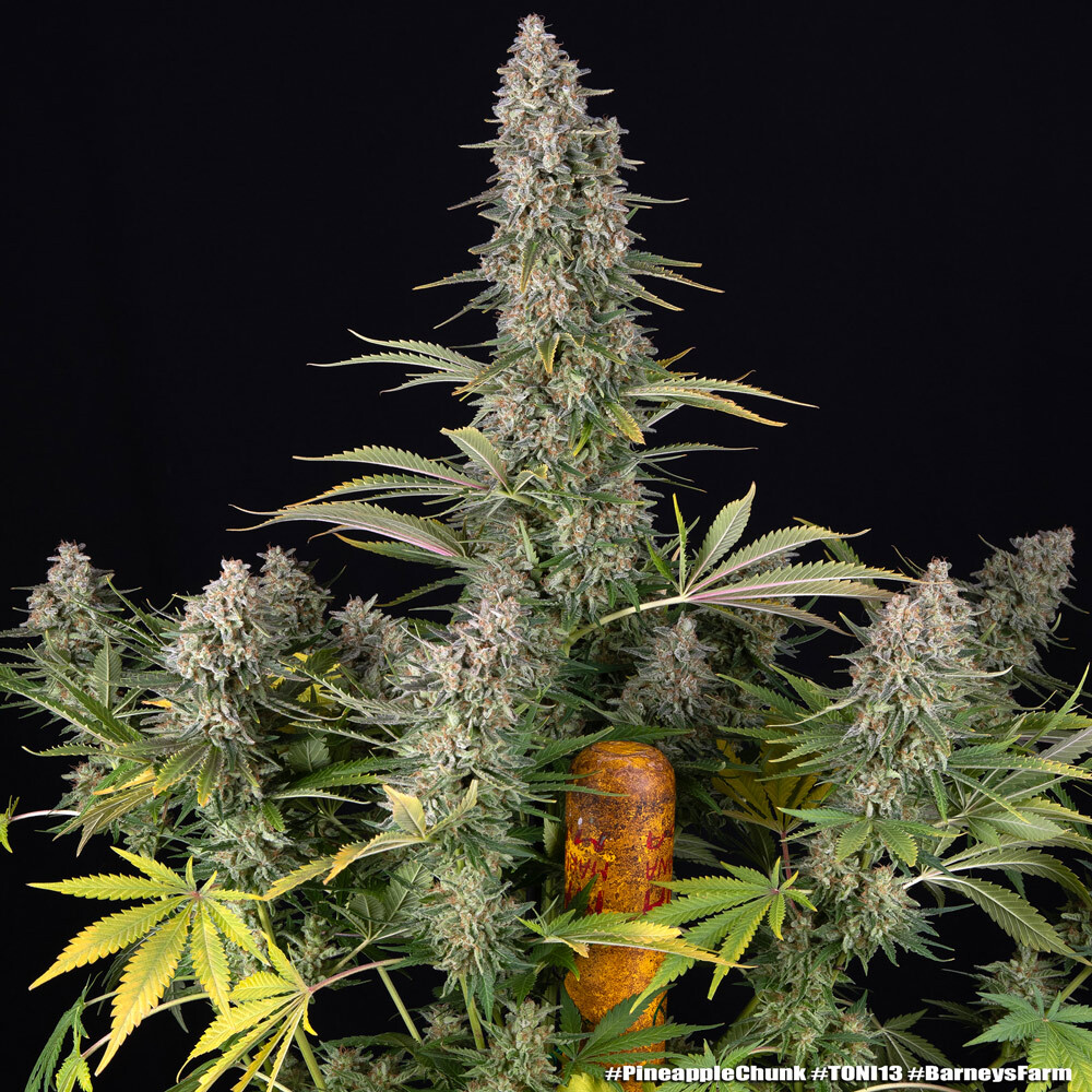 Pineapple Chunk Barney's Farm