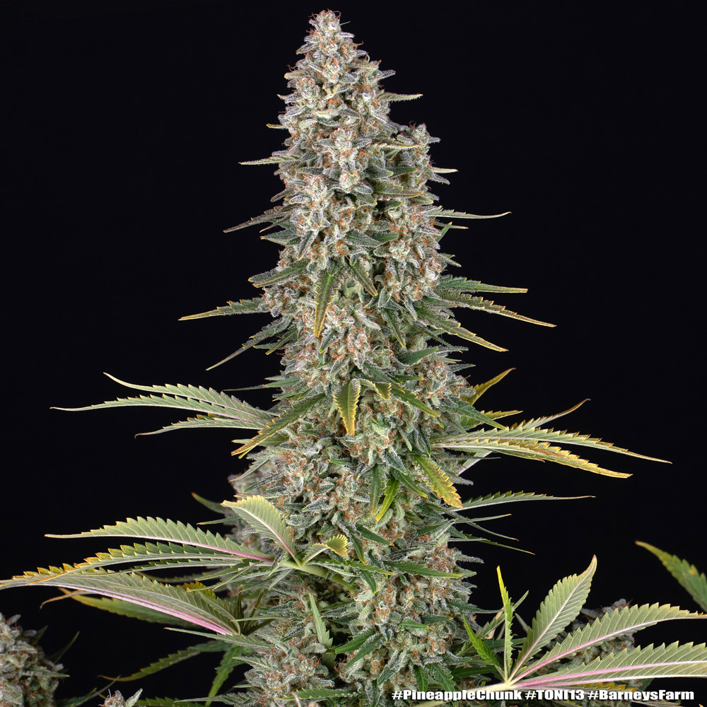 Pineapple Chunk Barney's Farm