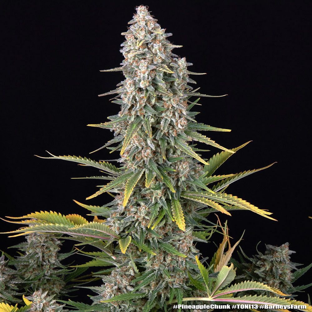 Pineapple Chunk Barney's Farm