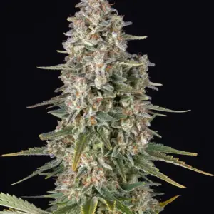 Pineapple Chunk Barney's Farm