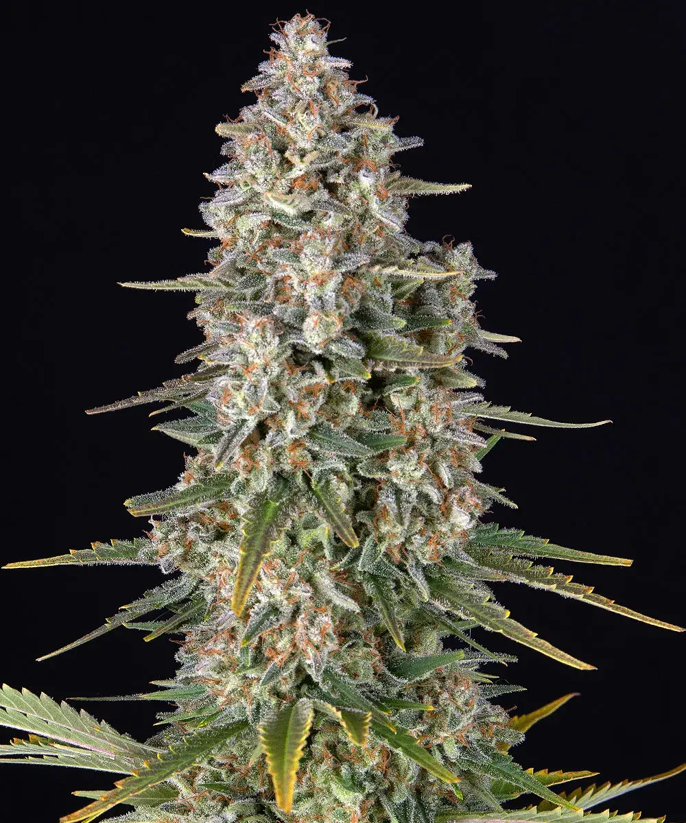 Pineapple Chunk Barney's Farm