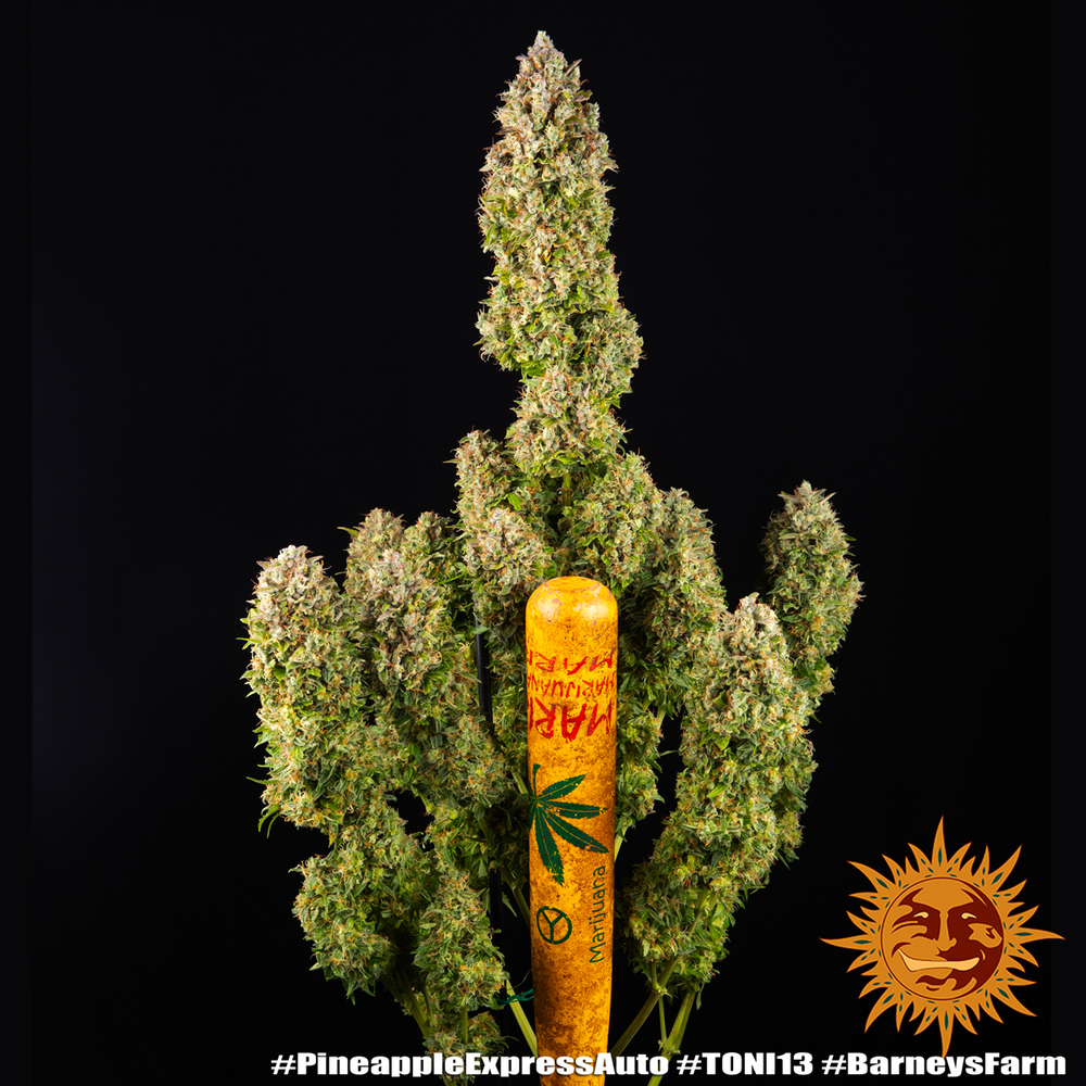 Pineapple Express Auto Barney's Farm