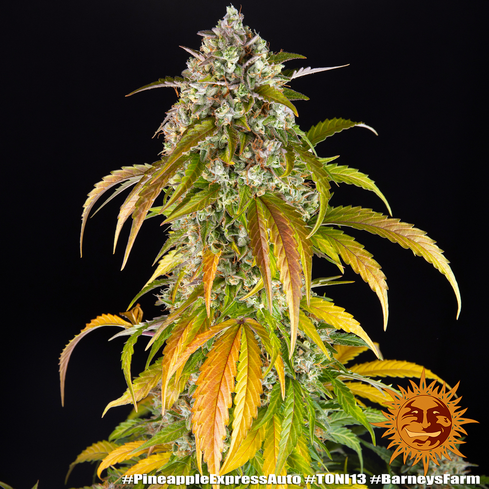 Pineapple Express Auto Barney's Farm