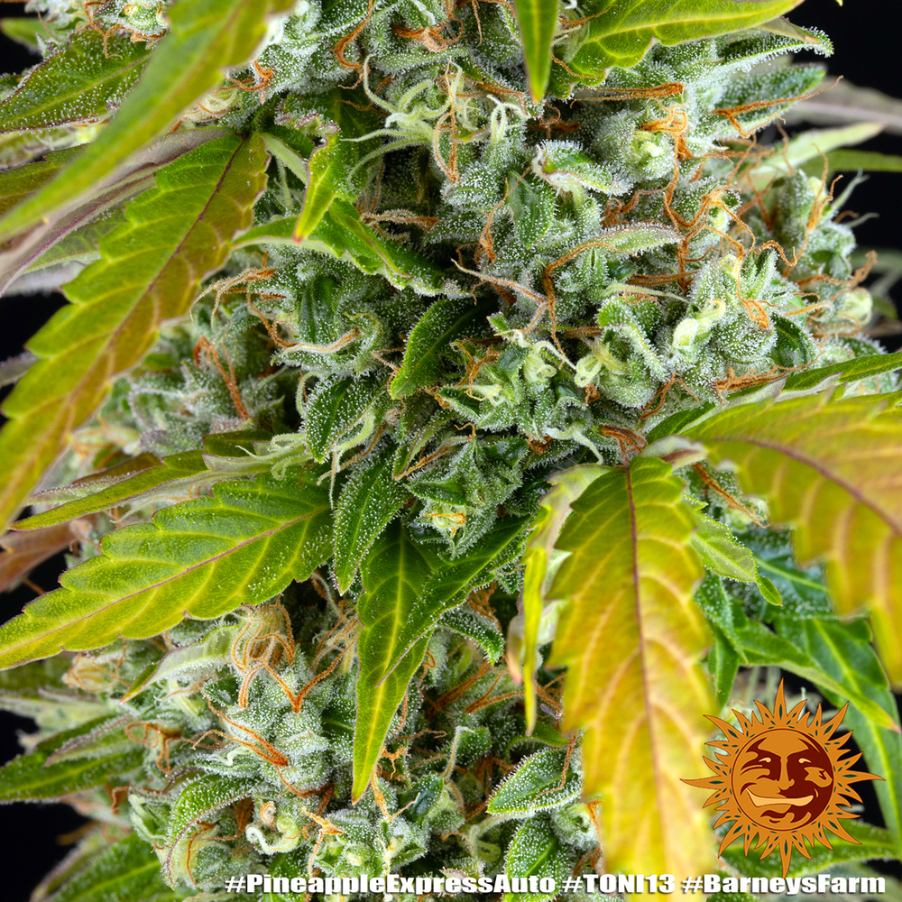 Pineapple Express Auto Barney's Farm