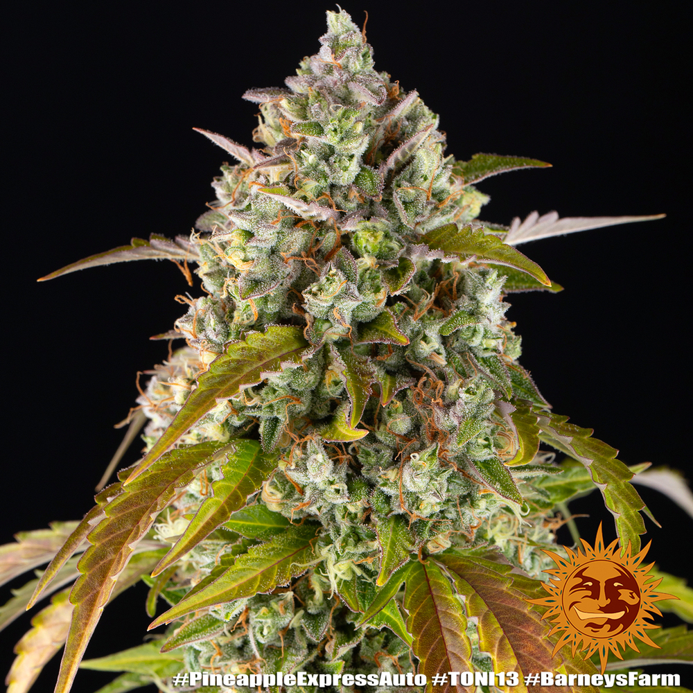 Pineapple Express Auto Barney's Farm