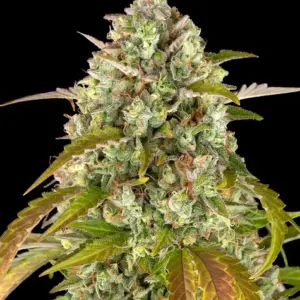 Pineapple Express Auto Barney's Farm