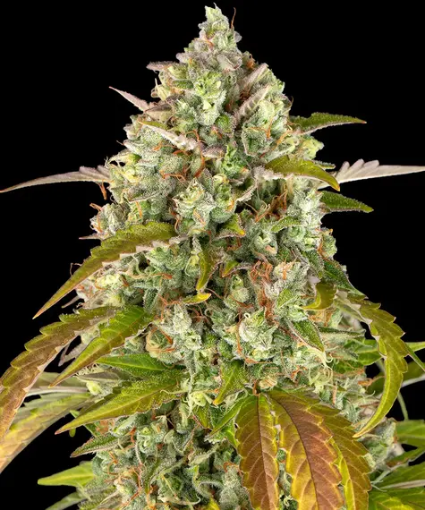 Pineapple Express Auto Barney's Farm