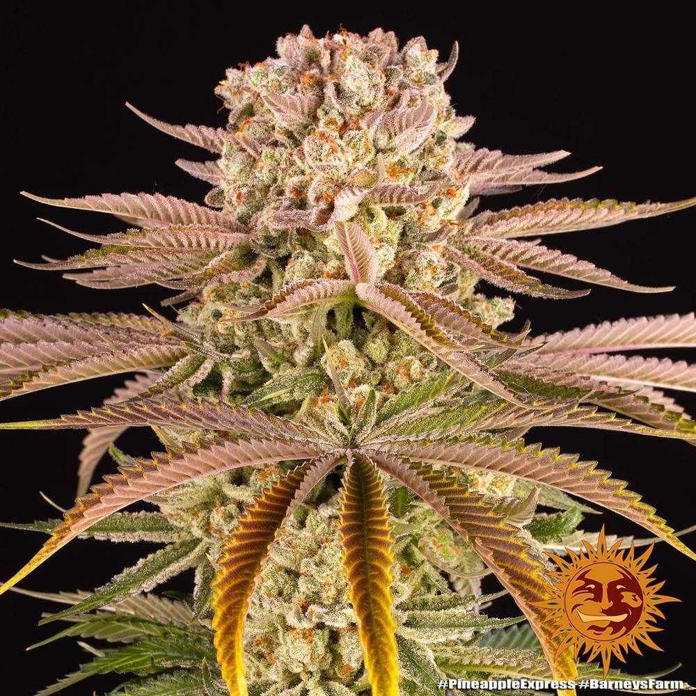 Pineapple Express Barney's Farm