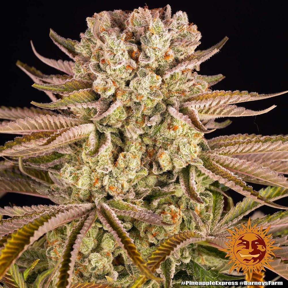 Pineapple Express Barney's Farm