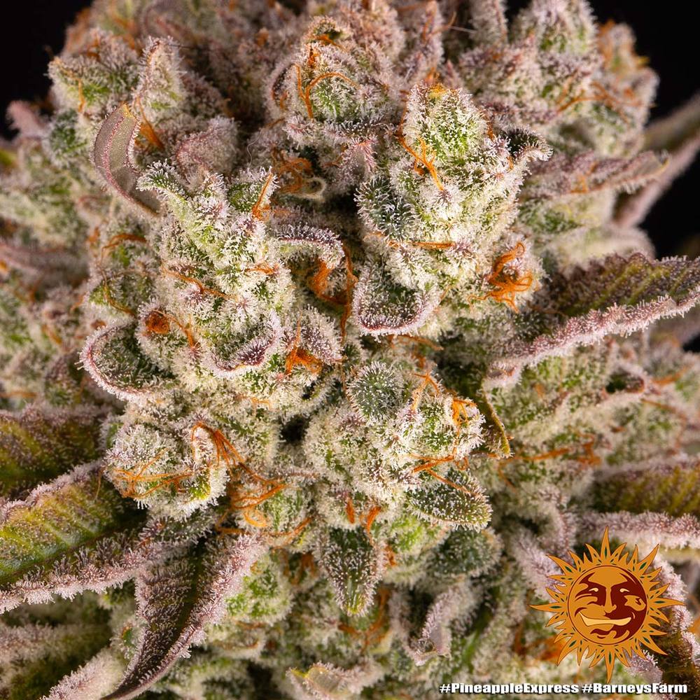 Pineapple Express Barney's Farm