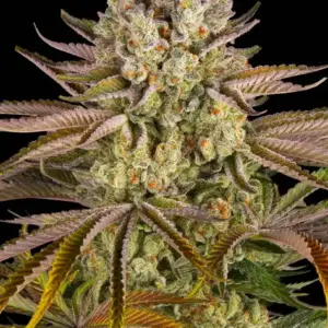 Pineapple Express Barney's Farm
