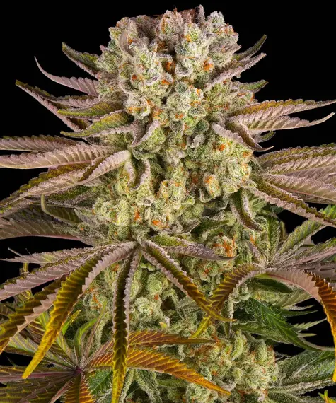 Pineapple Express Barney's Farm