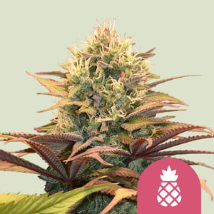Pineapple Kush 1 St. Royal Queen Seeds