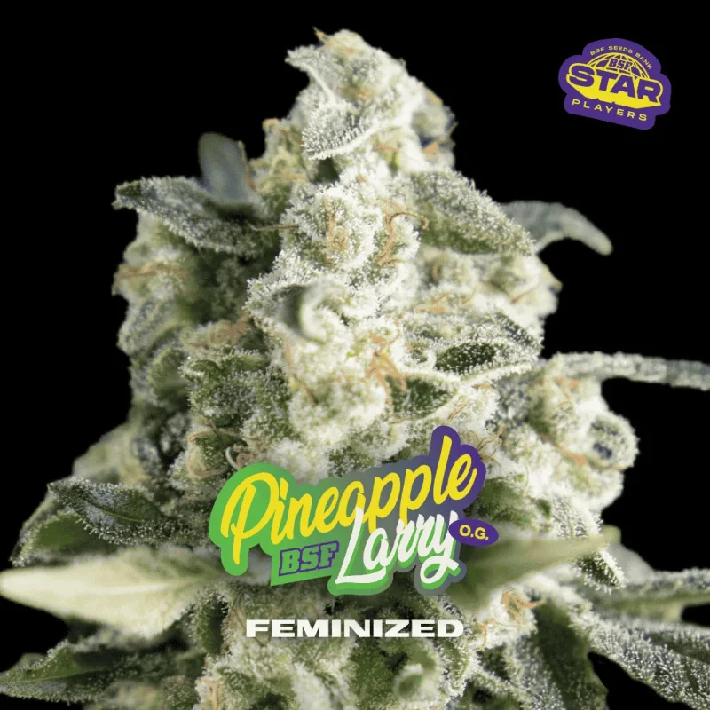 Pineapple Larry OG BSF Seeds