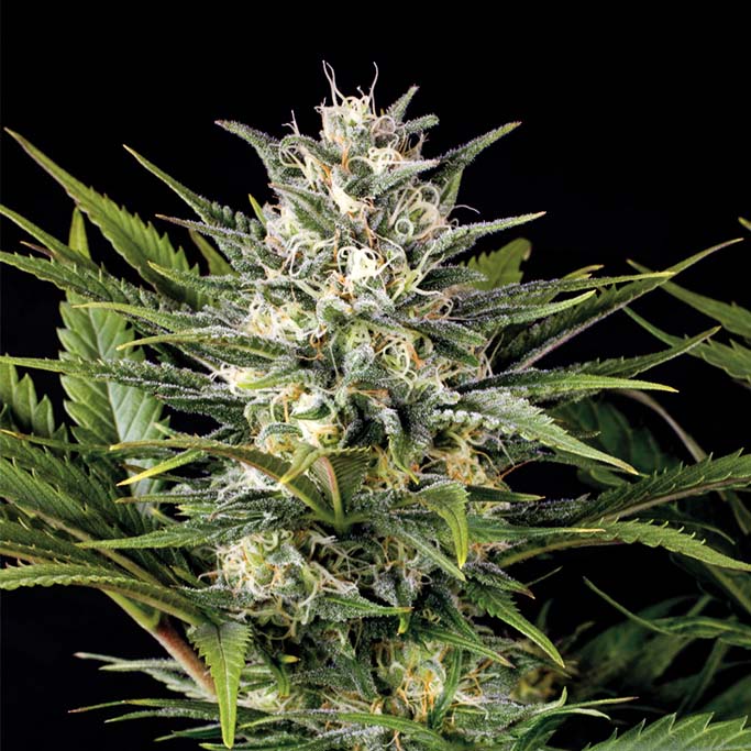 Pineapple Skunk von Humboldt Seed Organisation