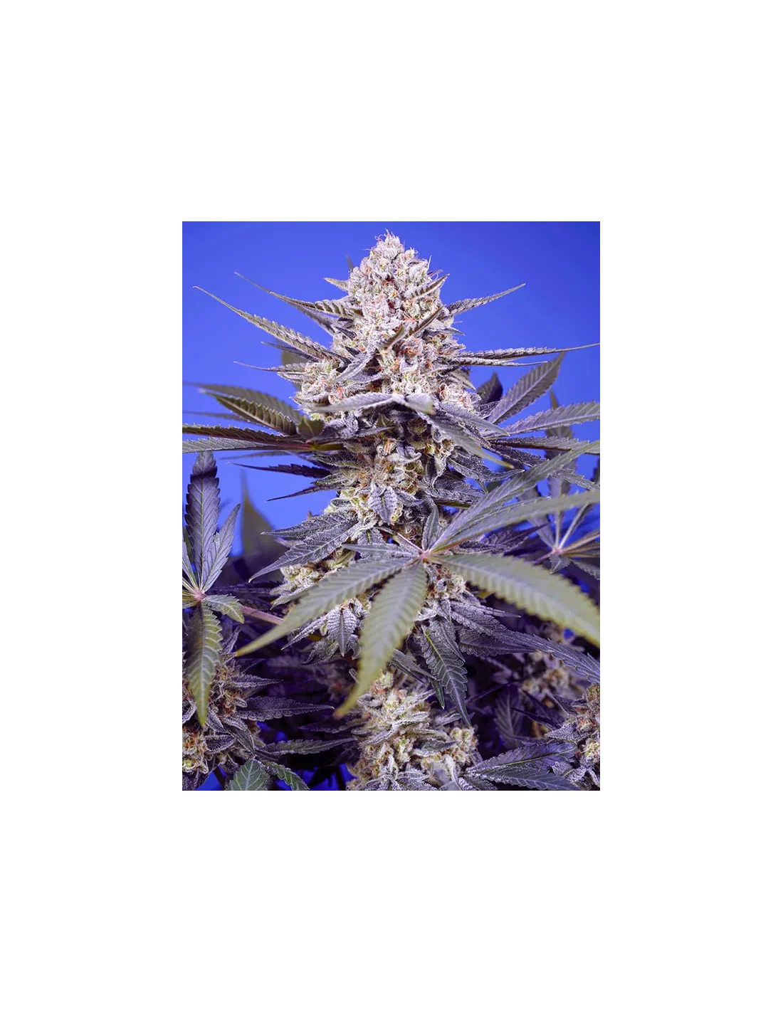 Pineapple Slush XL Auto von Sweet Seeds