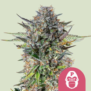 Pink Gorilla von Royal Queen Seeds