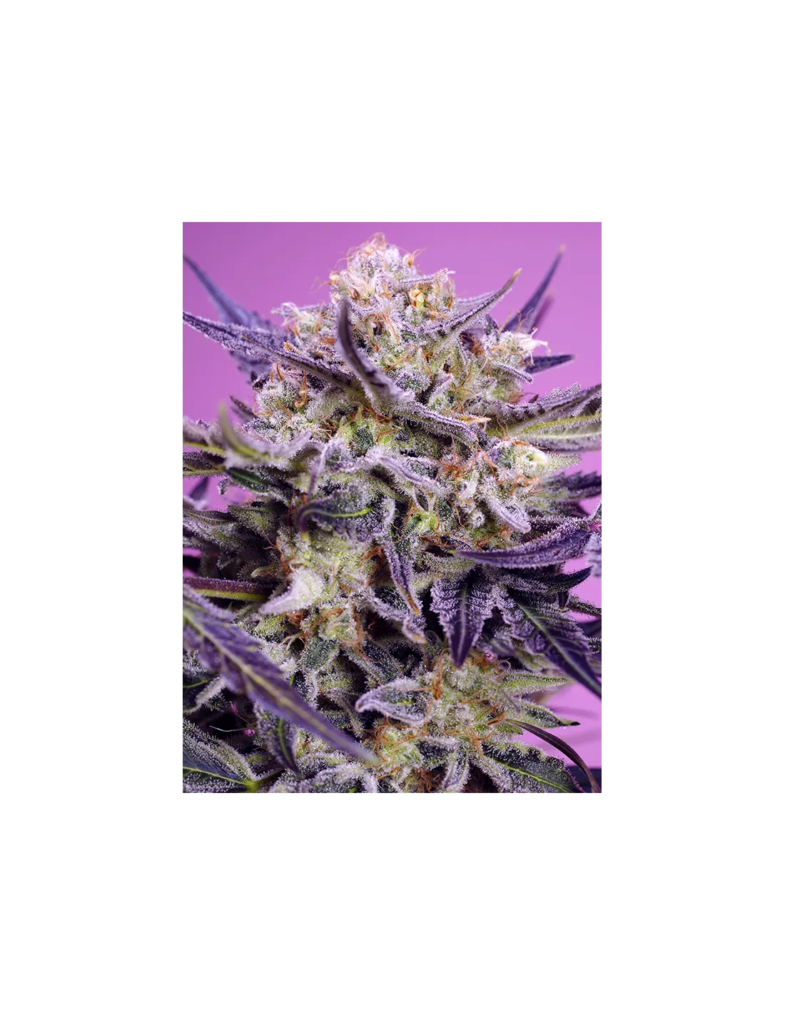 Pink Guava F1 Fast Version von Sweet Seeds