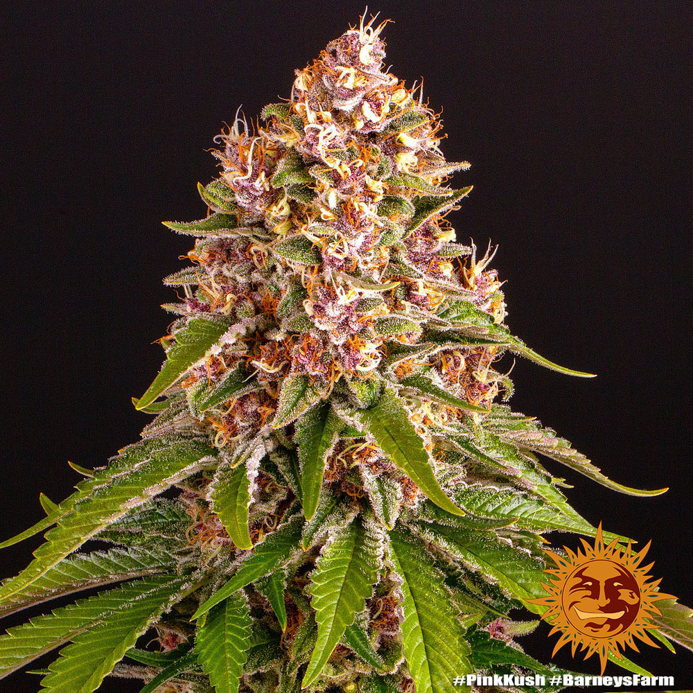 Pink Kush Barney’s Farm