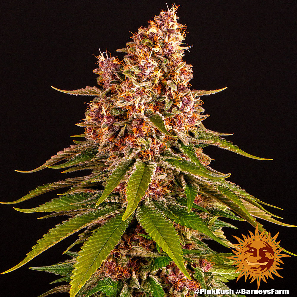 Pink Kush Barney’s Farm