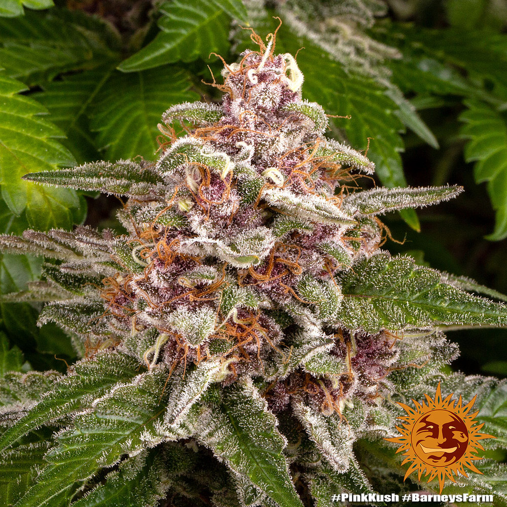 Pink Kush Barney’s Farm