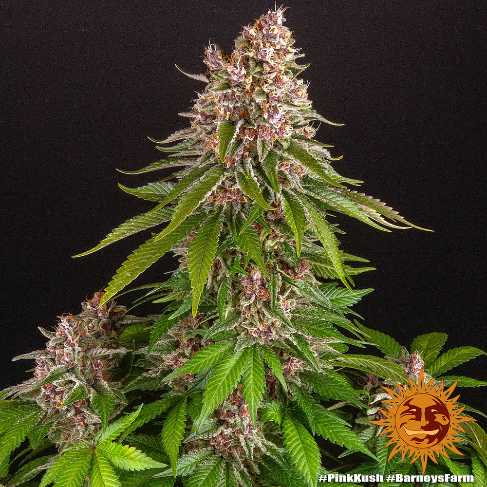 Pink Kush Barney’s Farm