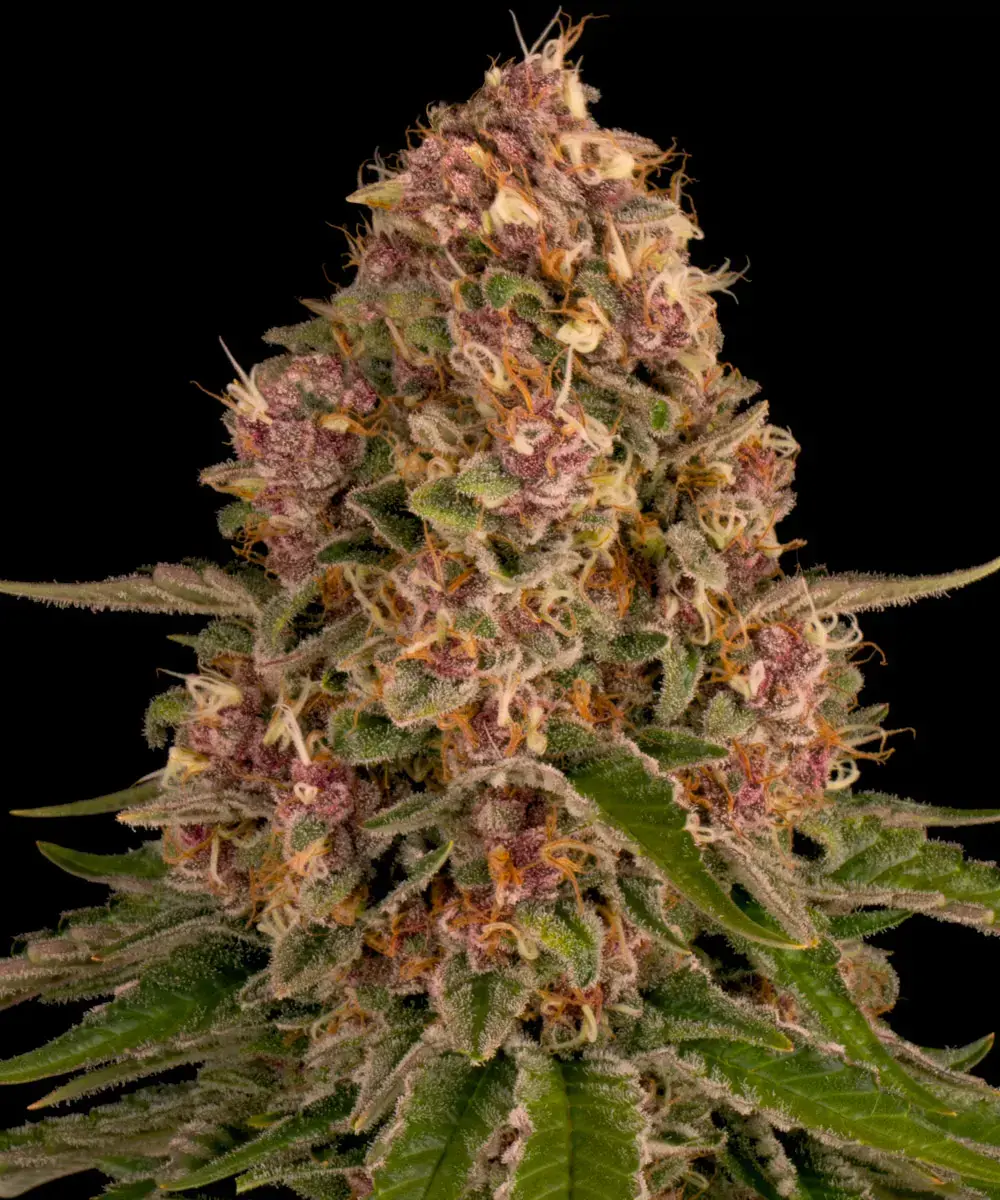 Pink Kush Barney’s Farm