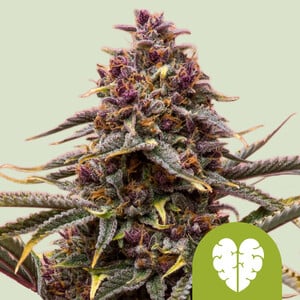 Pink Mist Auto von Royal Queen Seeds